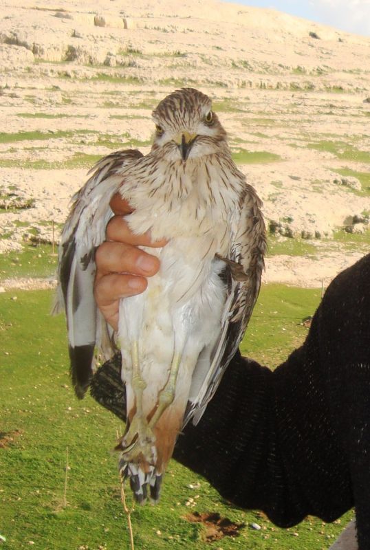 Tanımsız