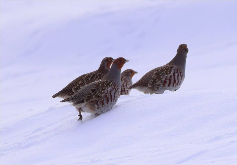 Tanımsız