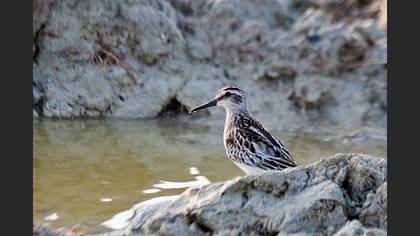 Sürmeli Kumkuşu