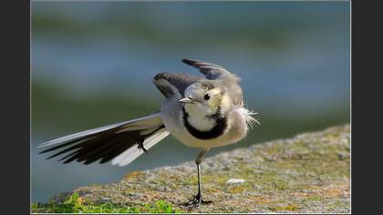 Ak Kuyruksallayan