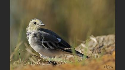 Ak Kuyruksallayan
