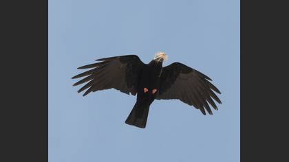 Kırmızıgagalı Dağ Kargası