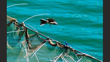 Ak Kuyruksallayan