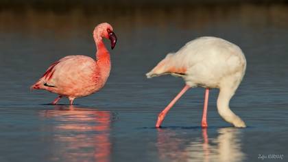 Küçük Flamingo