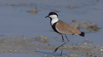 Mahmuzlu Kızkuşu