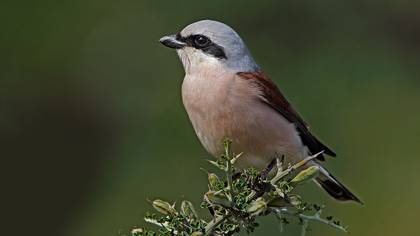 Kızılsırtlı Örümcekkuşu