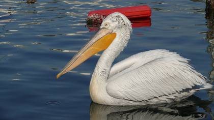 Tepeli Pelikan