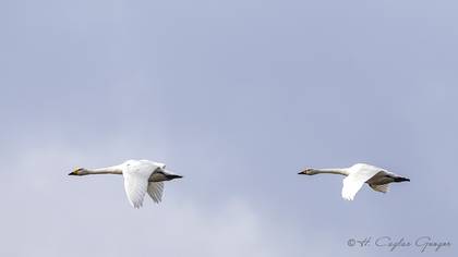 Küçük Kuğu
