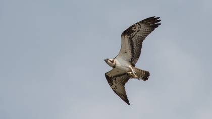Balık Kartalı