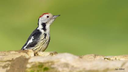 Ortanca Ağaçkakan
