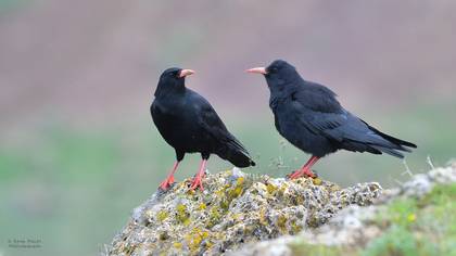 Kırmızıgagalı Dağ Kargası