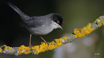 Maskeli Ötleğen