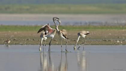 Flamingo