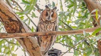 Kulaklı Orman Baykuşu