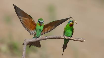 Yeşil Arıkuşu