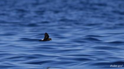 European Storm Petrel