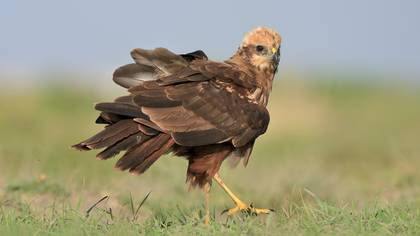 Saz Delicesi