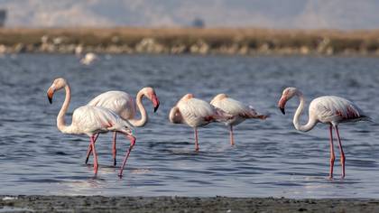 Flamingo