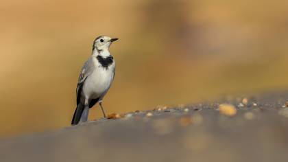 Ak Kuyruksallayan