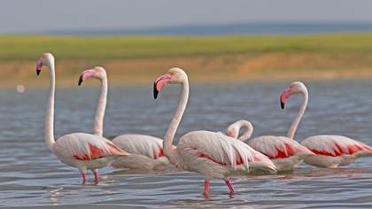 Flamingo