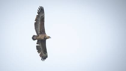 Bateleur