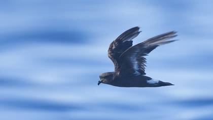 European Storm Petrel