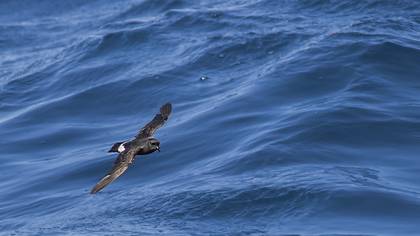 European Storm Petrel