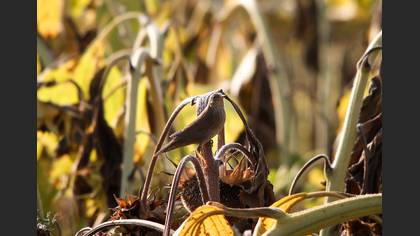 Ağaç Kamışçını