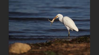 Sığır Balıkçılı