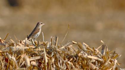 Kızılsırtlı Örümcekkuşu