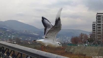 Karabaş Martı