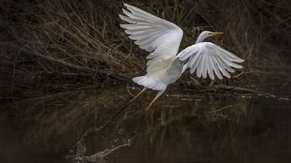 Büyük Ak Balıkçıl