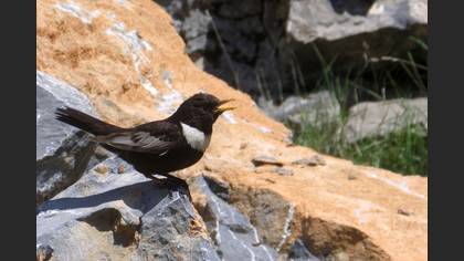 Boğmaklı Ardıç