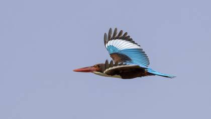 İzmir Yalıçapkını