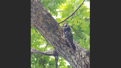 White-backed Woodpecker