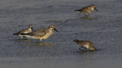 Büyük Kumkuşu