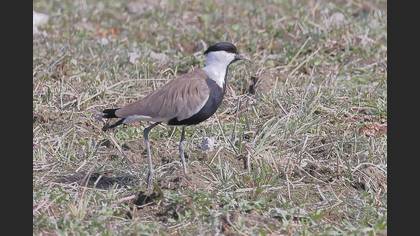 Mahmuzlu Kızkuşu