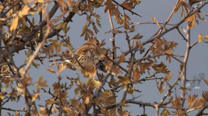Küçük Kirazkuşu