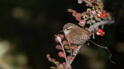 Çıtkuşu
