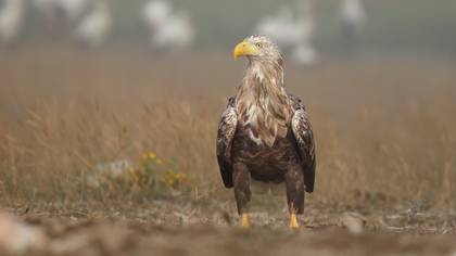 Akkuyruklu Kartal