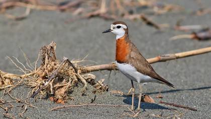 Caspian Plover