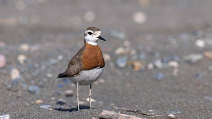 Caspian Plover