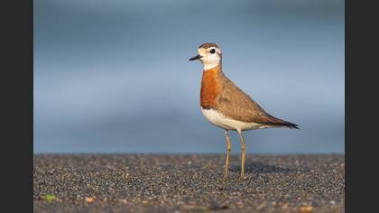 Caspian Plover