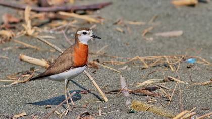 Caspian Plover