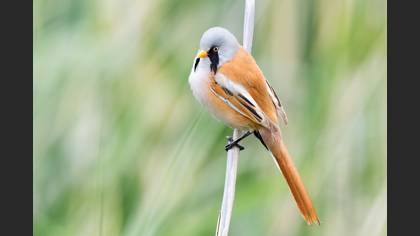 Bıyıklı Baştankara