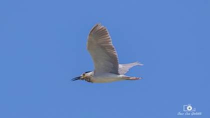 Gece Balıkçılı