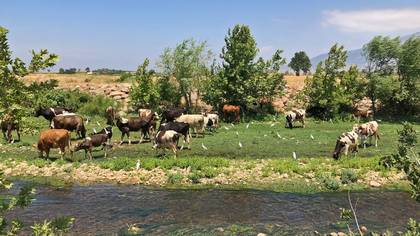 Sığır Balıkçılı