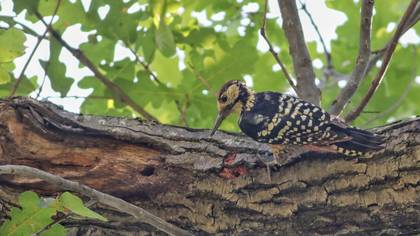 White-backed Woodpecker