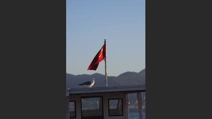 Gümüş Martı