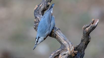 Anadolu Sıvacısı